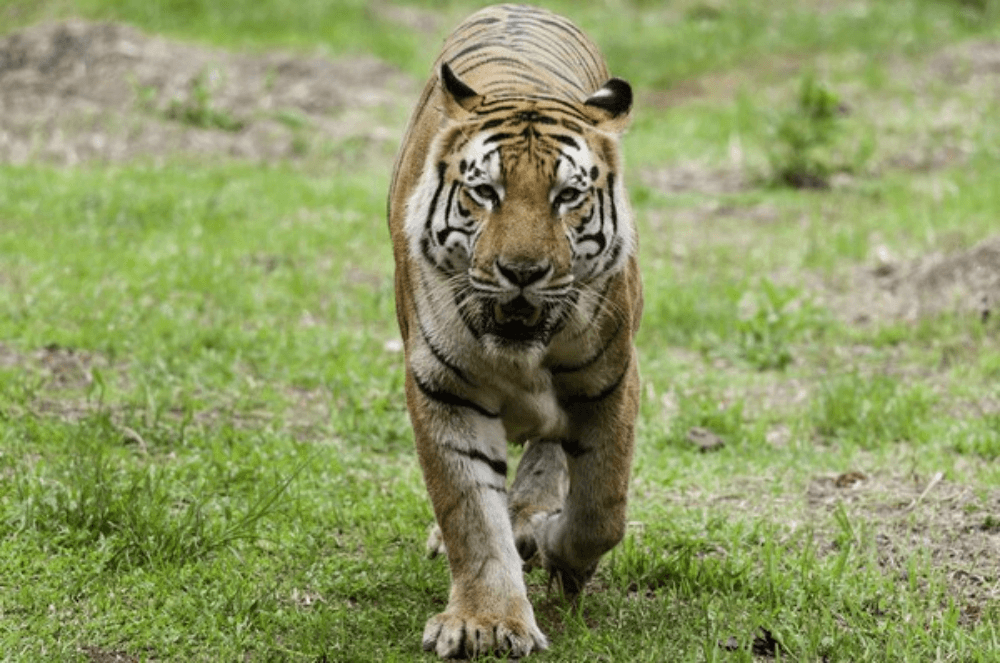 Safari Lagoi / Bintan Zoo