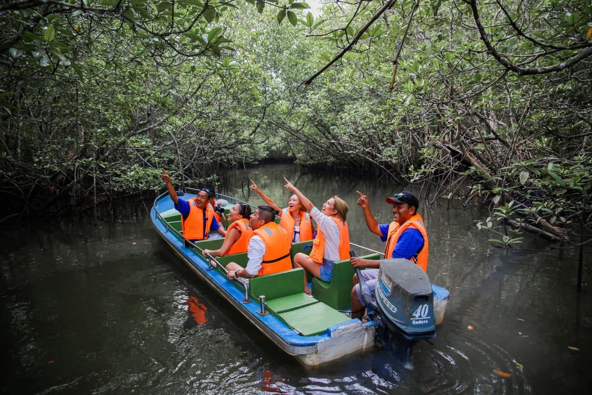 Mangrove Discovery Tour