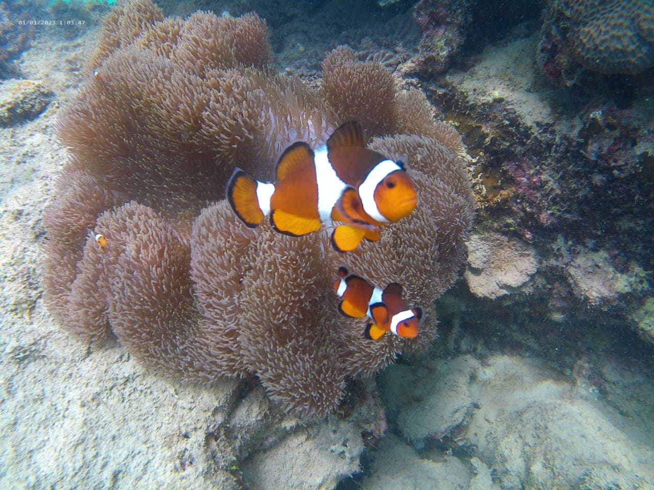 Snorkeling Trip